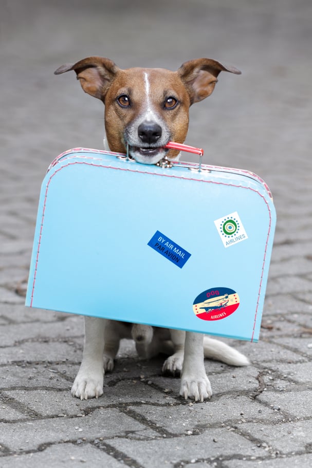 Homeless Dog